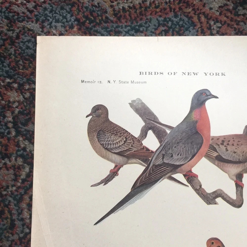 1913 Antique Ornithological Bird Print Original dove